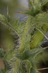 Spiny plumeless thistle